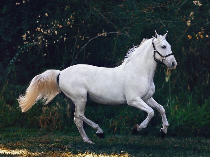 How to Secure Financing for a Horse Trailer – All You Need to Know